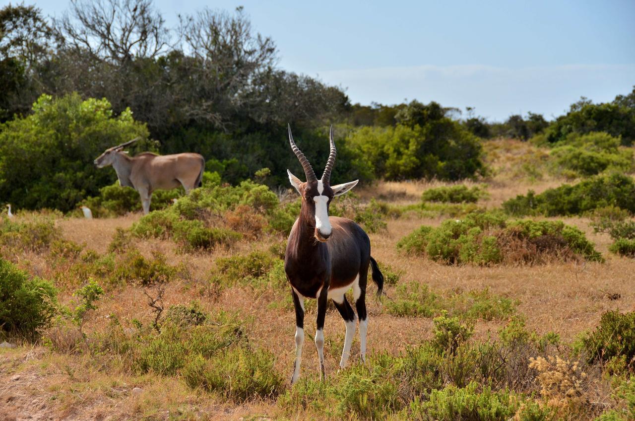 De Hoop Collection Suites De Hoop Nature Reserve Экстерьер фото