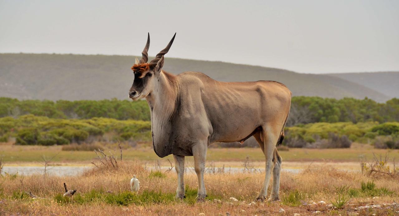 De Hoop Collection Suites De Hoop Nature Reserve Экстерьер фото
